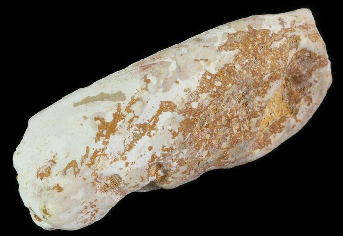 Cretaceous Fish Coprolite (Fossil Poop) - Kansas #64177